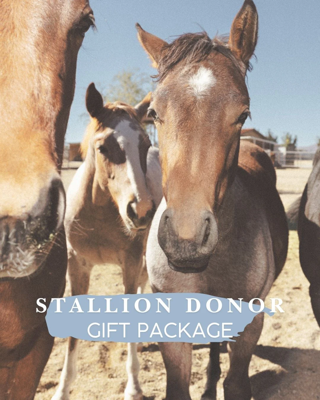Stallion Donor Gift Package